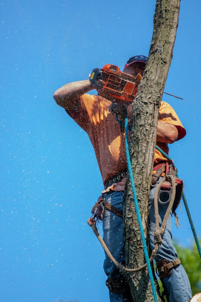 Tree service professional using a chainsaw to trim branches from a tree, wearing safety gear and harness, with wood shavings flying in the air against a clear blue sky.